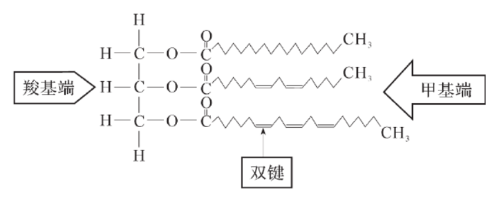 　脂肪酸的結構