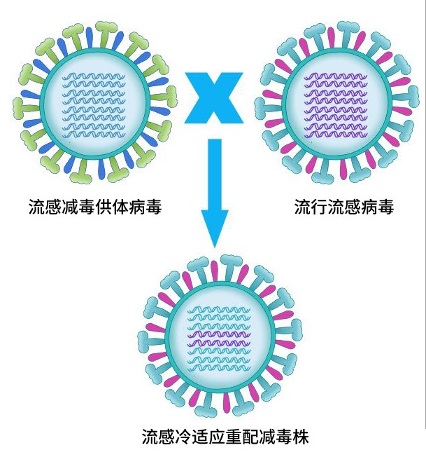 圖為鼻噴流感減毒活疫苗毒株制備原理。