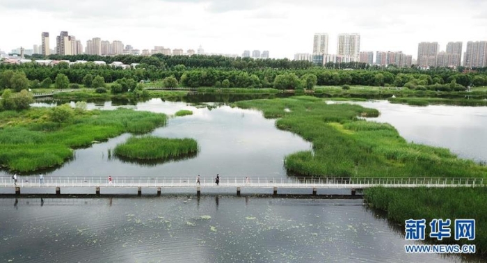 6月25日，市民在哈爾濱大劇院附近的城市濕地游玩（無人機(jī)照片）。新華社記者王建威攝