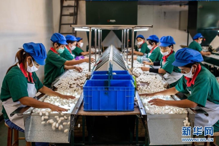 云南德宏正信實業(yè)股份有限公司的工人在分揀蠶繭（8月21日攝）。 新華社記者 胡超 攝