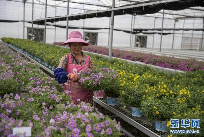 昆明市晉寧區(qū)韓家營村村民王翠英在當?shù)匾患阴r花加工企業(yè)打理鮮花（8月19日攝）。 新華社記者 孫敏 攝