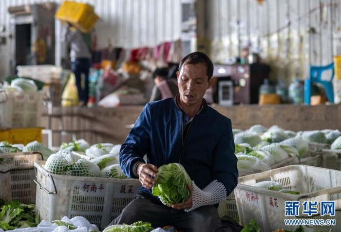 在通海縣一家農(nóng)產(chǎn)品公司冷庫基地，一名工人給蔬菜套袋（3月4日攝）。新華社記者 胡超 攝