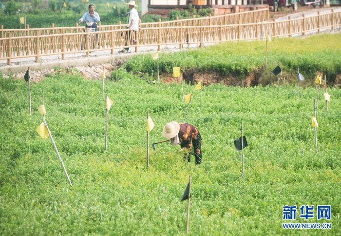 村民在湖北省蘄春縣赤東鎮(zhèn)蘄艾種植基地除草（8月25日攝）。新華社記者 肖藝九 攝