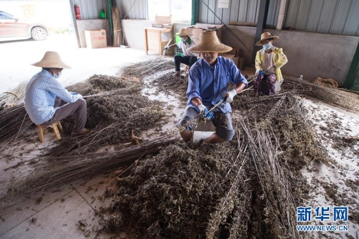 村民在湖北省蘄春縣一家公司整理艾葉（8月25日攝）。新華社記者 肖藝九 攝