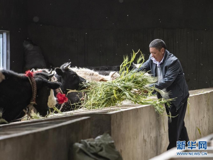 在西藏日喀則市江孜縣江孜鎮(zhèn)東郊村康蘇農(nóng)民養(yǎng)牛專業(yè)合作社，尼瑪次仁在喂牛（8月28日攝）。  新華社記者 孫非 攝