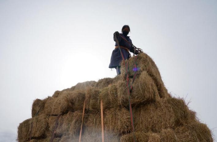 在青海省果洛藏族自治州甘德縣江千鄉(xiāng)，村民正在給剛收割完的飼草打捆。（2020年11月3日攝）。新華社記者陳凱 攝