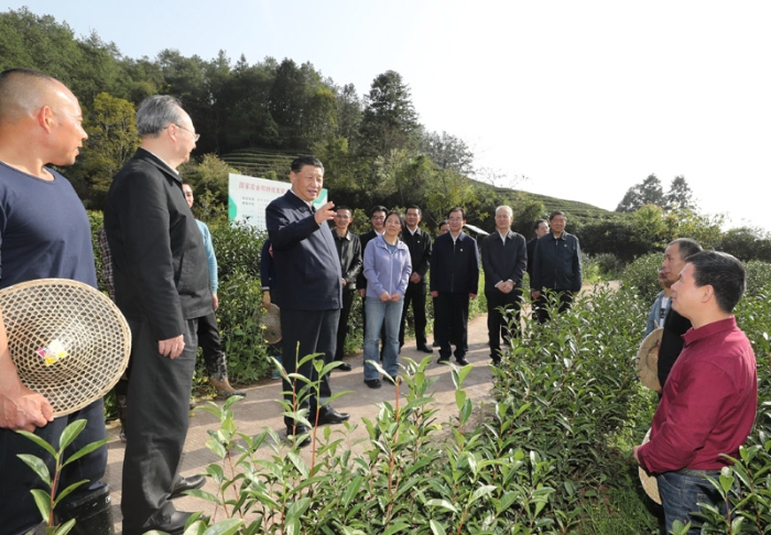 3月22日至25日，中共中央總書記、國家主席、中央軍委主席習近平在福建考察。這是22日下午，習近平在南平武夷山市星村鎮(zhèn)燕子窠生態(tài)茶園，同科技特派員、茶農親切交流，了解當地茶產業(yè)發(fā)展情況。新華社記者 鞠鵬 攝