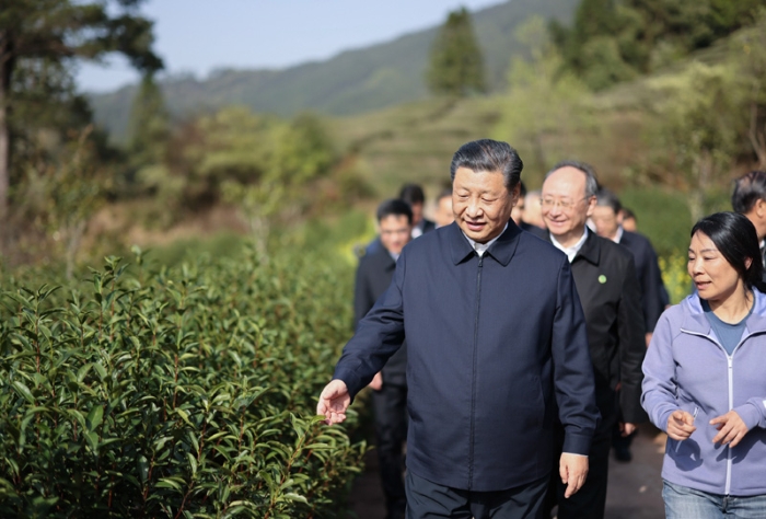 3月22日至25日，中共中央總書記、國家主席、中央軍委主席習近平在福建考察。這是22日下午，習近平在南平武夷山市星村鎮(zhèn)燕子窠生態(tài)茶園，察看春茶長勢，了解當地茶產業(yè)發(fā)展情況。新華社記者 王曄 攝