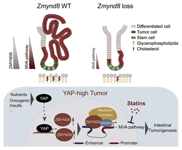 YAP-ZMYND8-MVA信號軸在腸道干細胞穩(wěn)態(tài)及惡性轉(zhuǎn)化中的作用機制