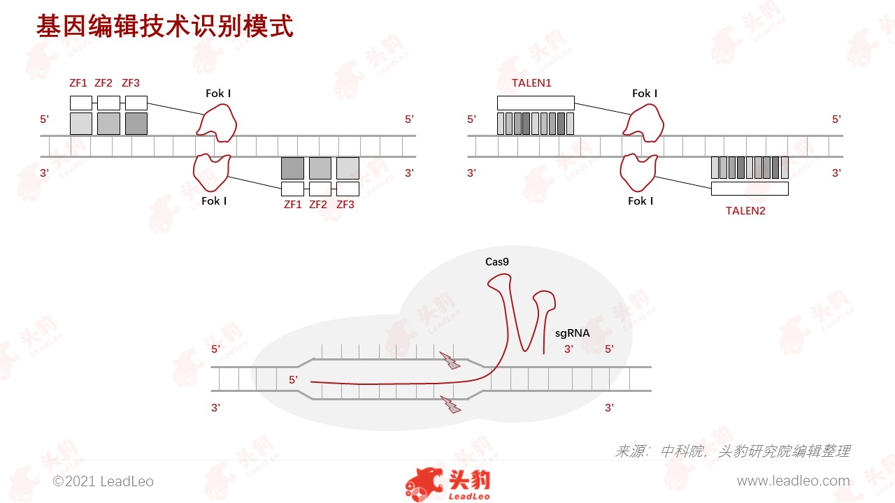 基因編輯技術(shù)識(shí)別模式