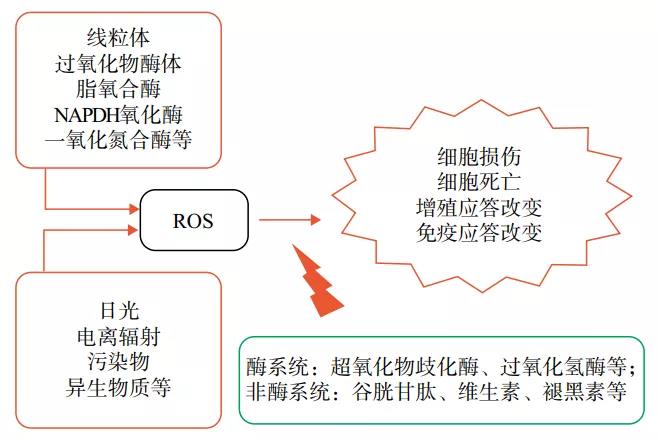 圖1 皮膚內(nèi)氧化還原平衡圖