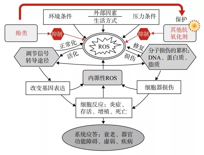 圖2 氧化應(yīng)激的因素和機制