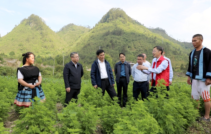 圖為廣西壯族自治區(qū)藥監(jiān)局深入田間地頭了解青蒿種植情況。（程奇攝）