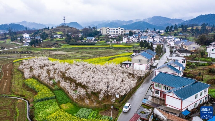 這是貴州省遵義市播州區(qū)楓香鎮(zhèn)花茂村風(fēng)貌（無人機(jī)照片，2020年2月28日攝）。新華社記者 陶亮 攝
