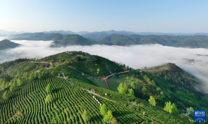 陜西省安康市平利縣老縣鎮(zhèn)蔣家坪茶園（2022年4月5日攝，無人機(jī)照片）。新華社記者 陶明 攝