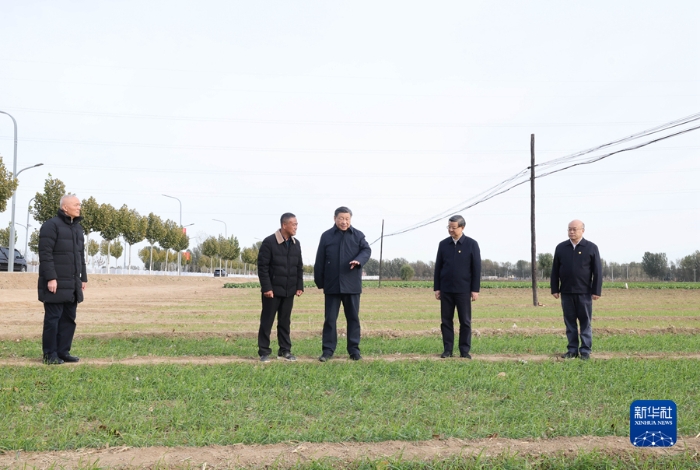 11月10日，中共中央總書記、國家主席、中央軍委主席習(xí)近平在北京、河北考察災(zāi)后恢復(fù)重建工作。這是10日下午，習(xí)近平在河北保定涿州市刁窩鎮(zhèn)萬全莊村村邊農(nóng)田察看冬小麥長勢。新華社記者 王曄 攝