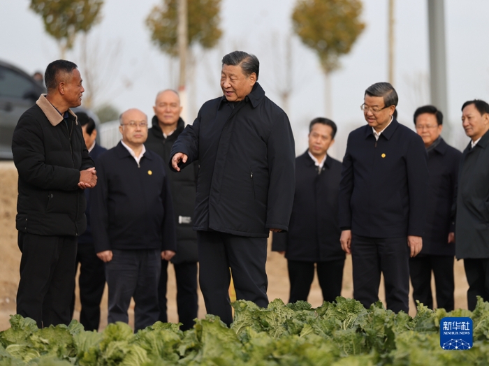 11月10日，中共中央總書記、國家主席、中央軍委主席習(xí)近平在北京、河北考察災(zāi)后恢復(fù)重建工作。這是10日下午，習(xí)近平在河北保定涿州市刁窩鎮(zhèn)萬全莊村村邊農(nóng)田察看大白菜長勢。新華社發(fā)（盛佳鵬攝）