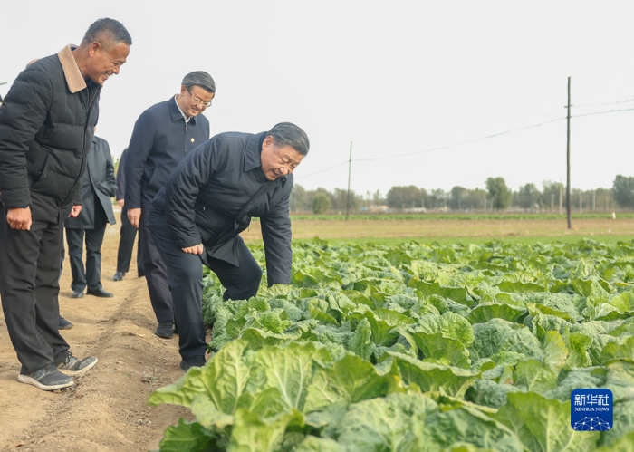 11月10日，中共中央總書記、國家主席、中央軍委主席習(xí)近平在北京、河北考察災(zāi)后恢復(fù)重建工作。這是10日下午，習(xí)近平在河北保定涿州市刁窩鎮(zhèn)萬全莊村村邊農(nóng)田察看大白菜長勢。新華社記者 鞠鵬 攝