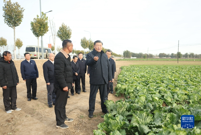11月10日，中共中央總書記、國家主席、中央軍委主席習(xí)近平在北京、河北考察災(zāi)后恢復(fù)重建工作。這是10日下午，習(xí)近平在河北保定涿州市刁窩鎮(zhèn)萬全莊村村邊農(nóng)田察看大白菜長勢。新華社記者 鞠鵬 攝