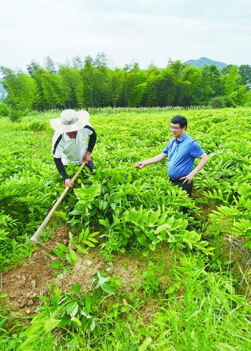圖②為今年6月28日，湖南農(nóng)業(yè)大學(xué)生物科學(xué)與技術(shù)學(xué)院專家（右）在湖南省南國藥都中藥飲片有限公司玉竹種植基地指導(dǎo)工作。